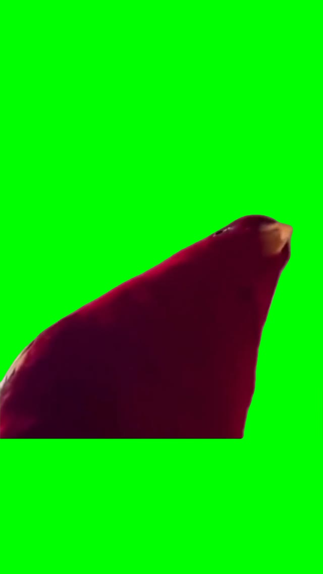 Parrot side eyeing green screen