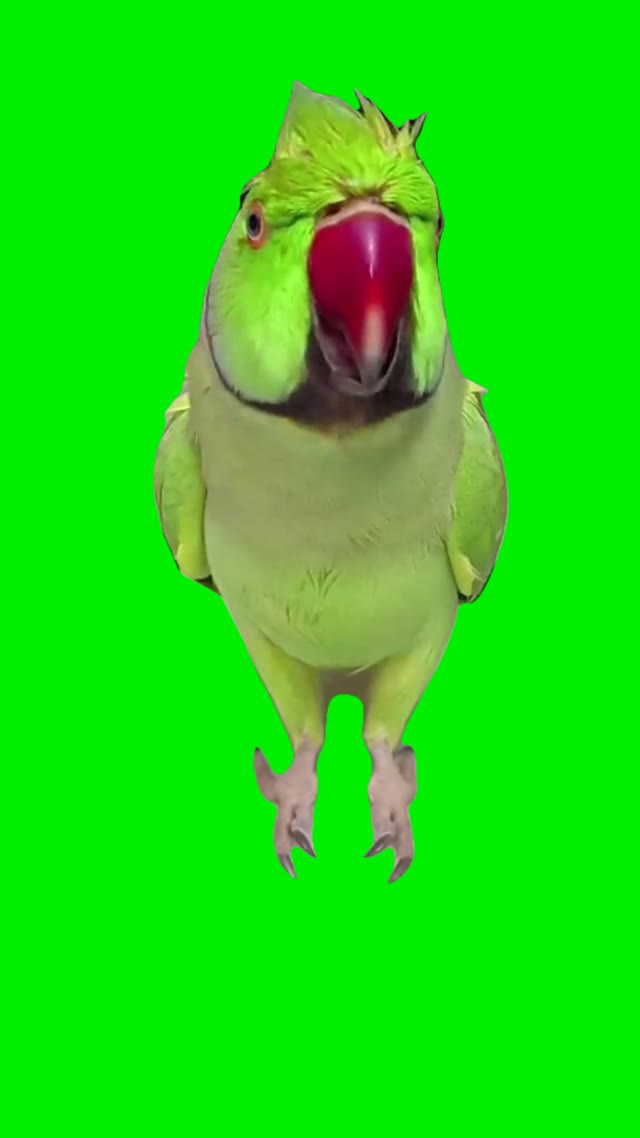 Parrot talking to monkey green screen