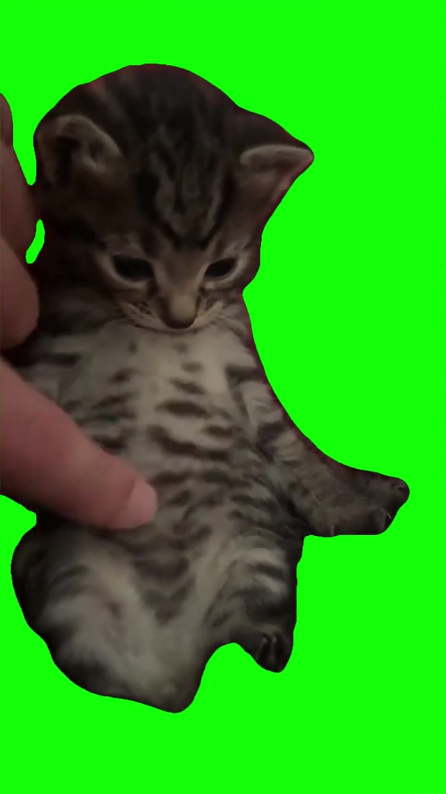 Pibble rummy rub green screen