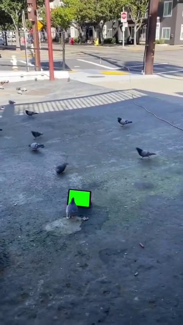 Pigeon Staring at green screen