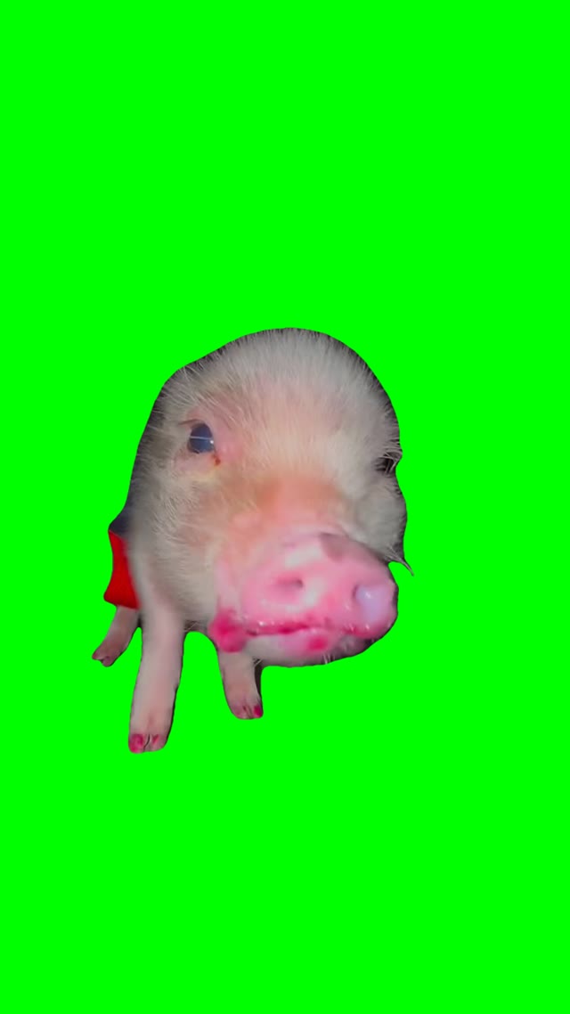 Piglet eating green screen