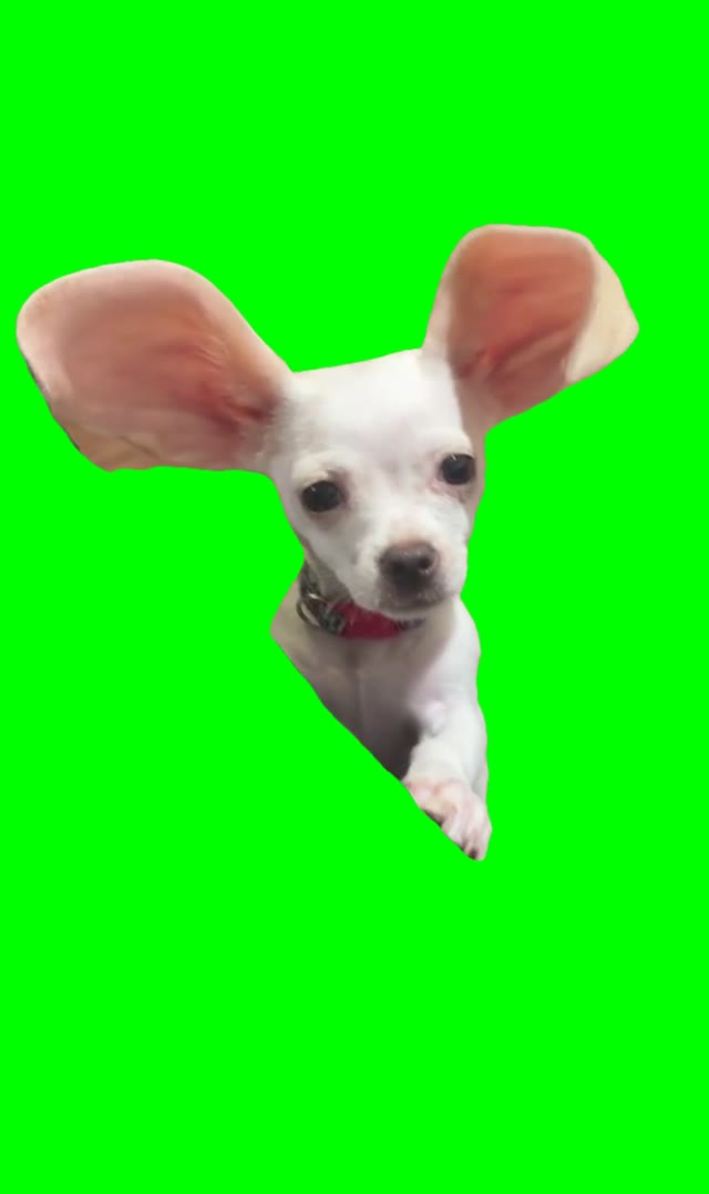 Pips with bunny ears green screen
