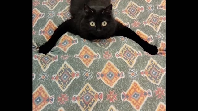 Prey Watching green screen