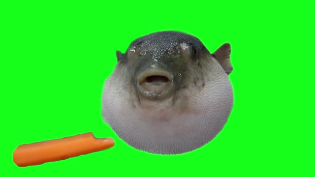 Pufferfish eating carrot green screen