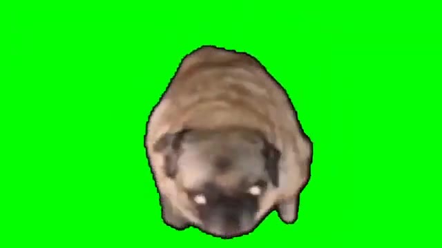 Pug dancing green screen