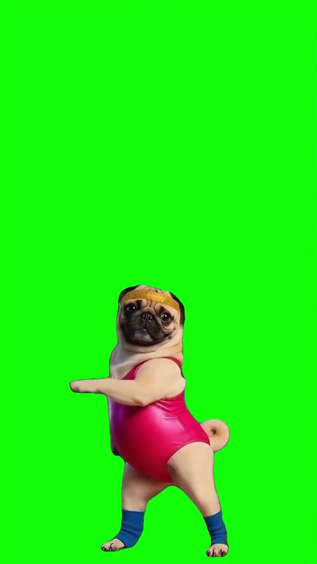 Pug working out green screen