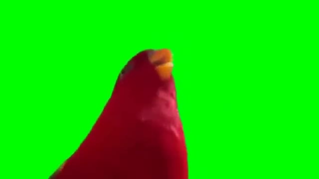 Red Bird Laughing green screen