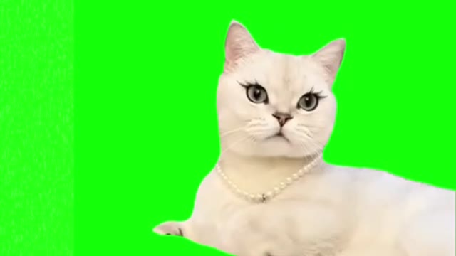 Relaxing cat green screen