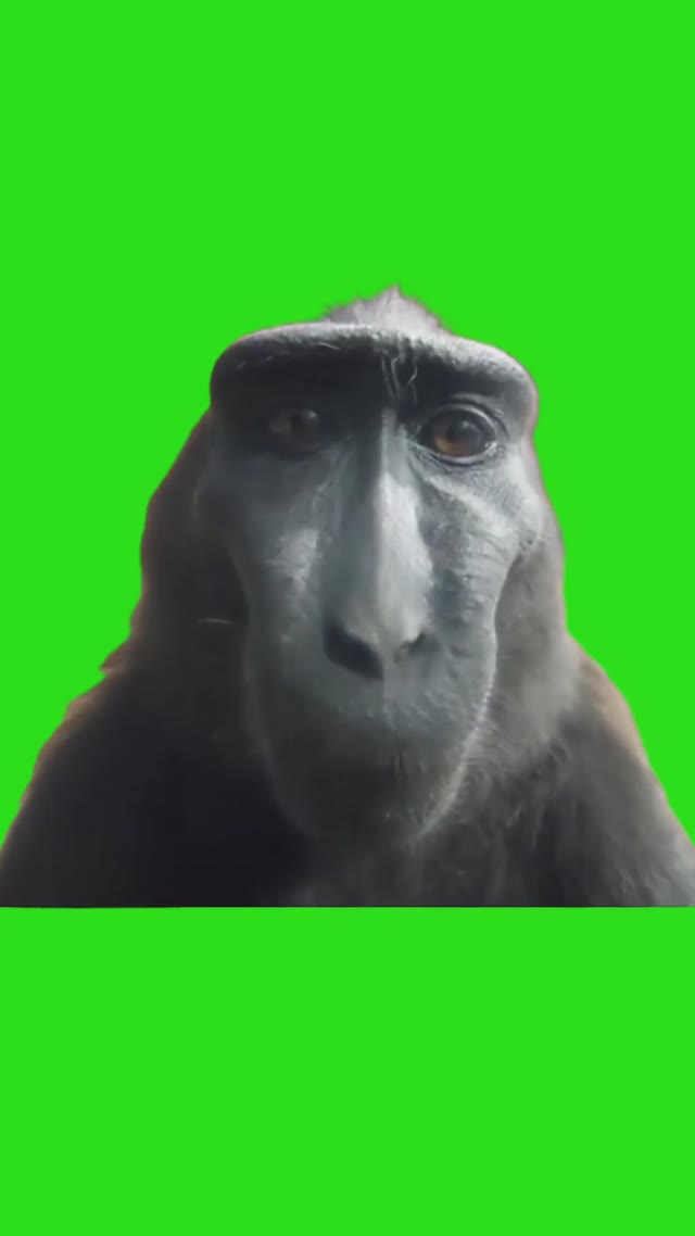 Rizz monkey Smiling funny lol green screen