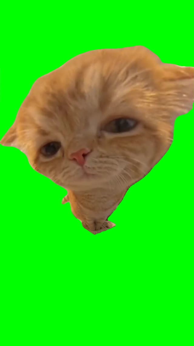 Rizzler Cat green screen