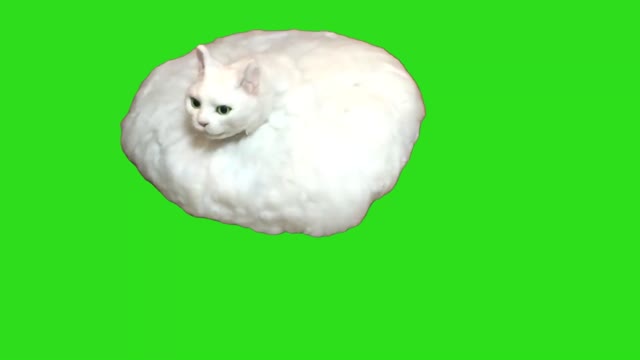 Romba cat green screen