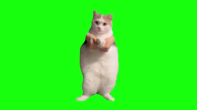 SAD CAT DANCE IN green screen