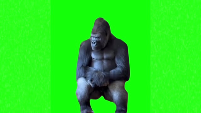 Sad Gorilla green screen
