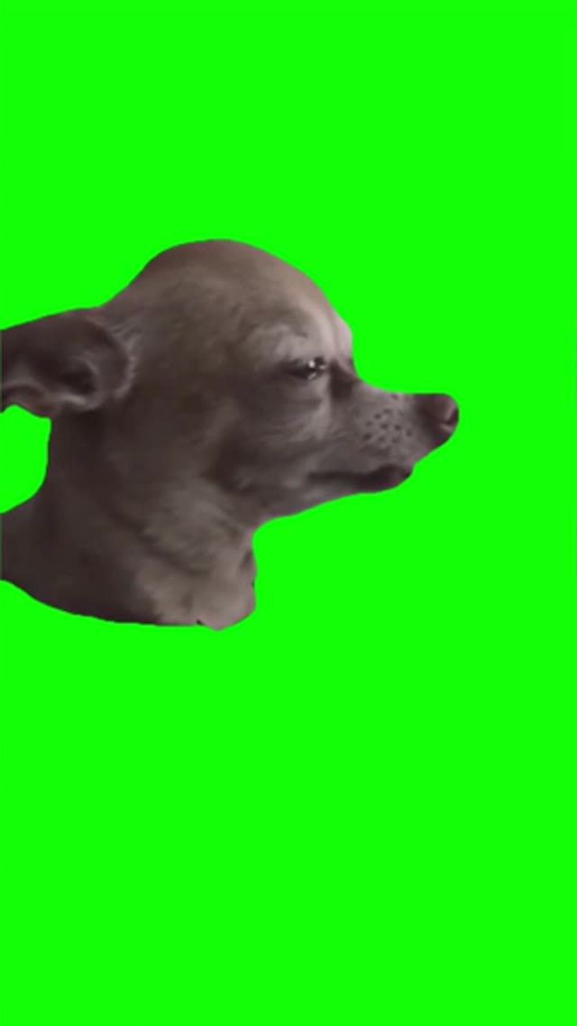 Sad puppy green screen