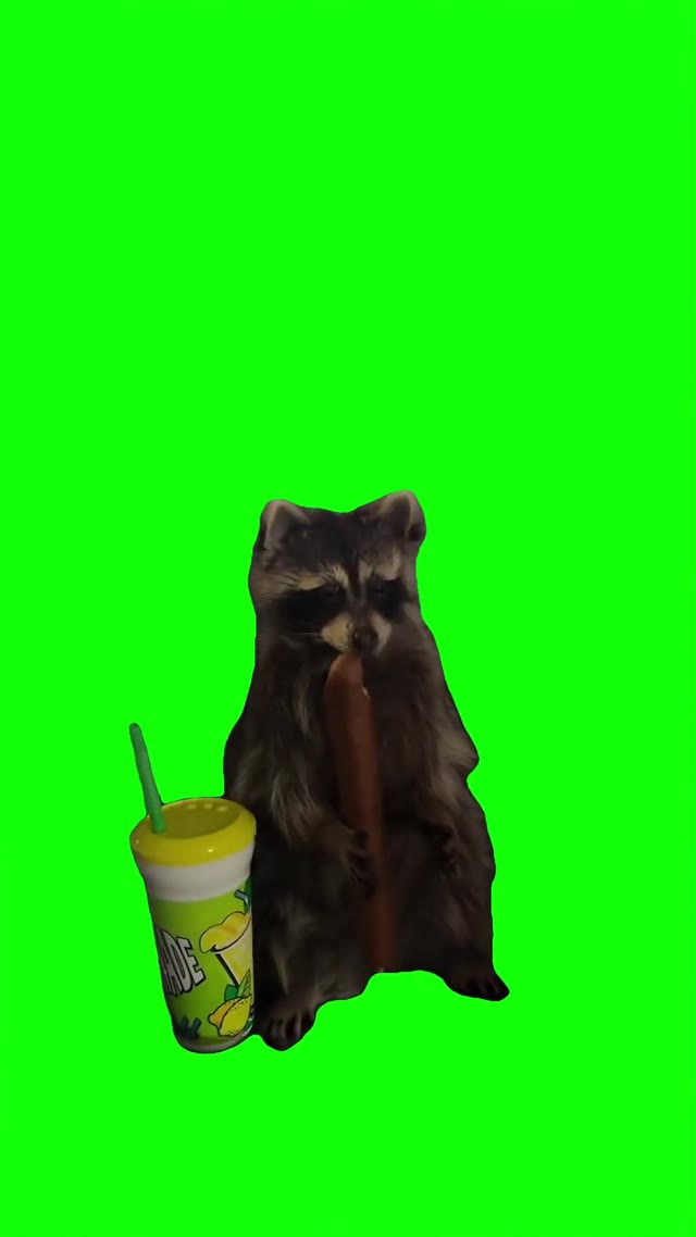 Sad racoon  green screen