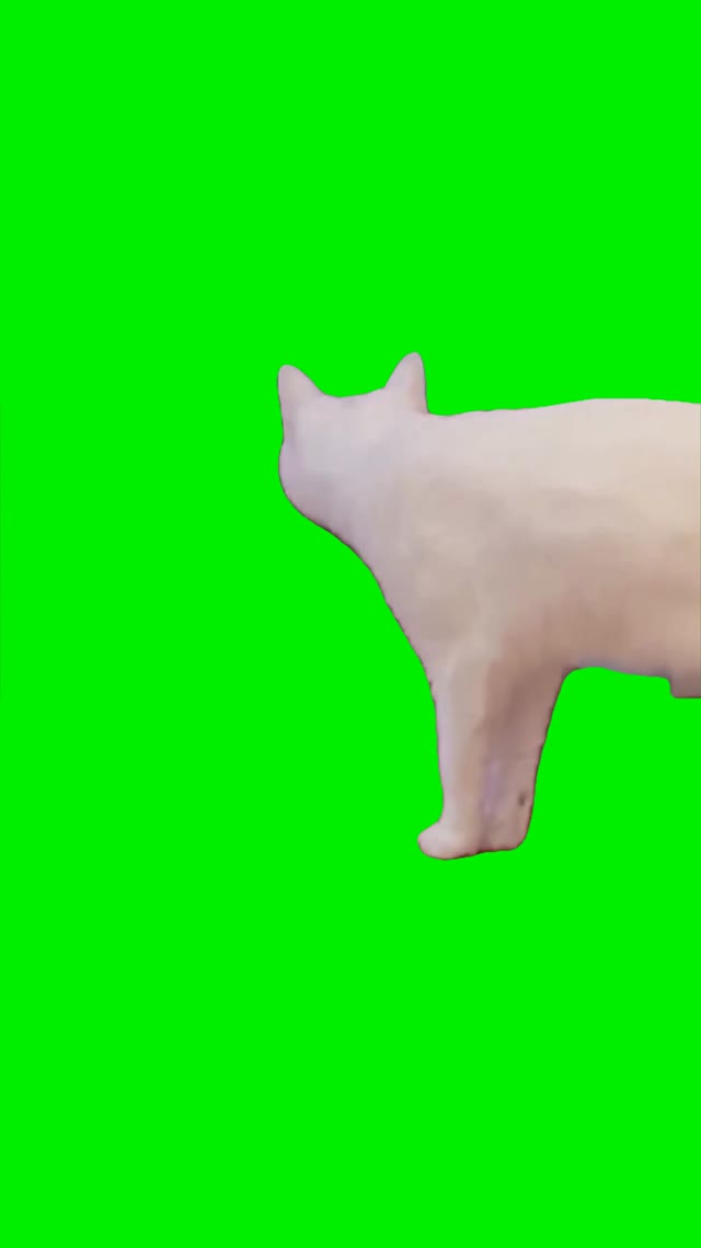 Screaming cat green screen