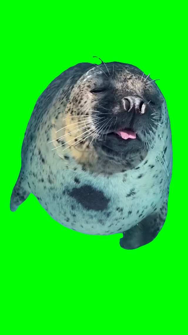 Sea lion showing tongue green screen