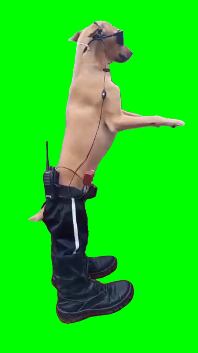Security guard dog green screen