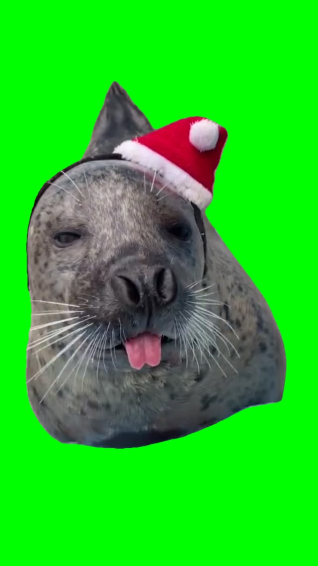 Seo lion shows tongue green screen