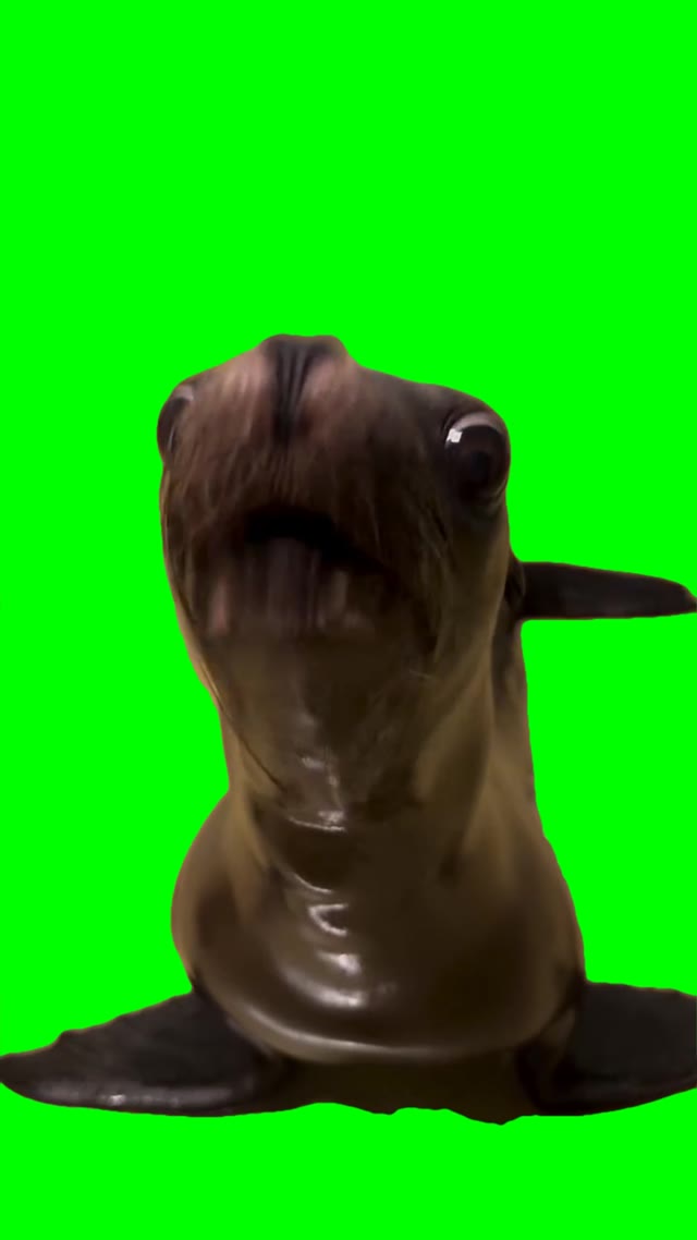 Seo lion talking green screen