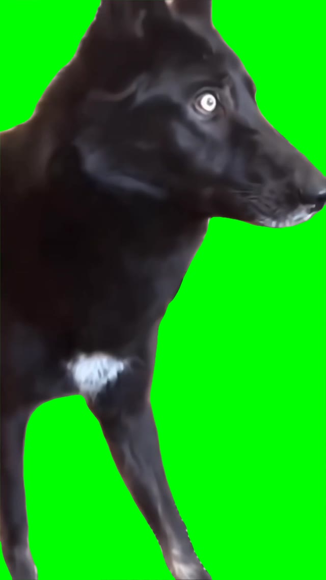 Shocked dog green screen