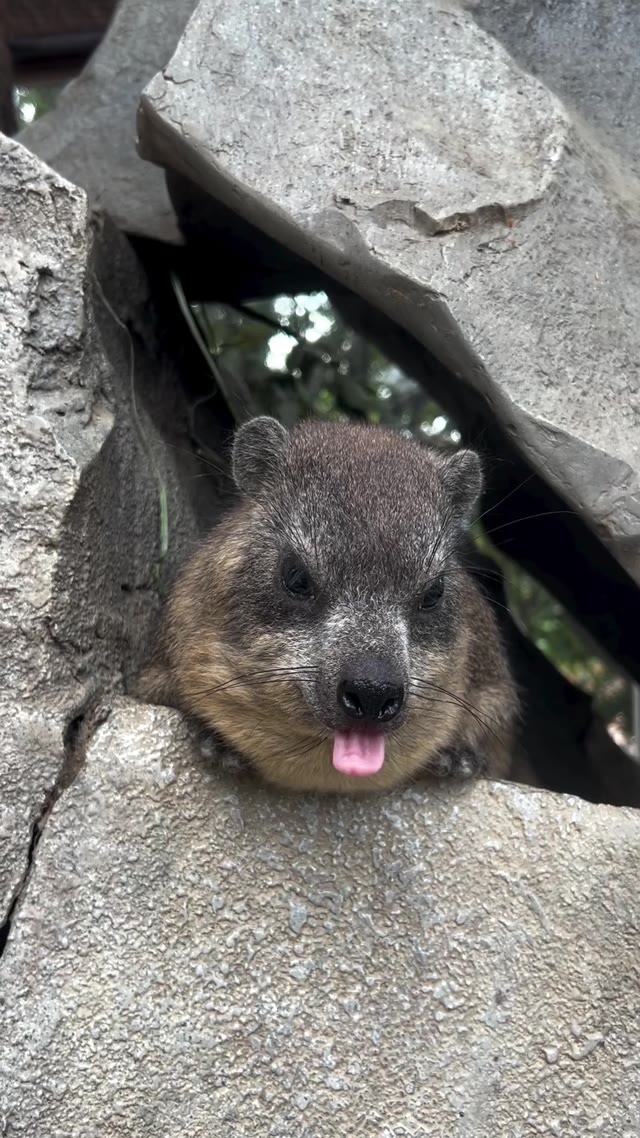 Showing tongue green screen