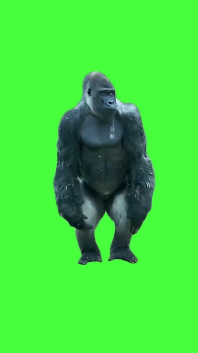 Silly Ape green screen