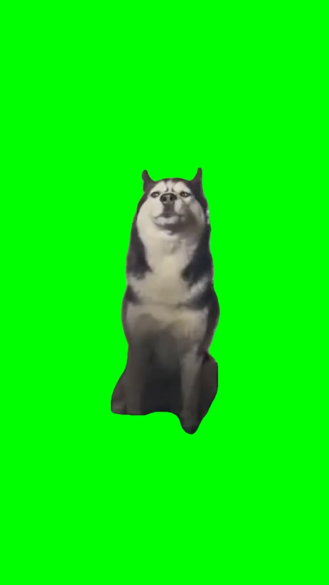 Singing Husky green screen
