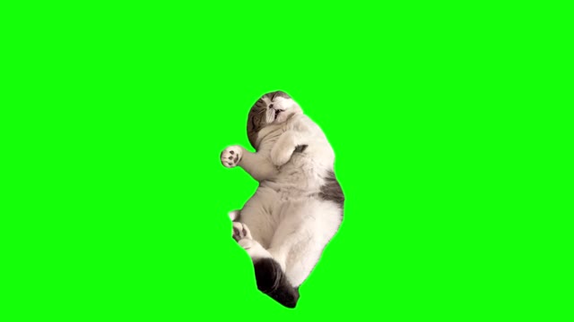 Sleeping Cat green screen