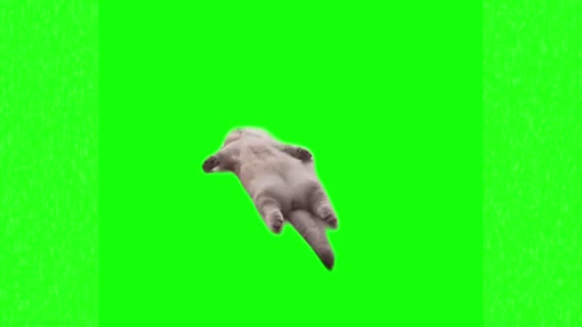 Sleeping cat green screen