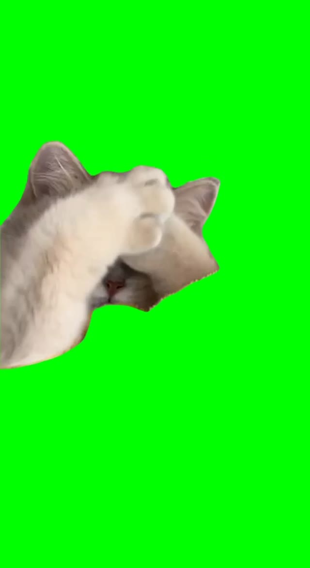 Sleepy cat green screen