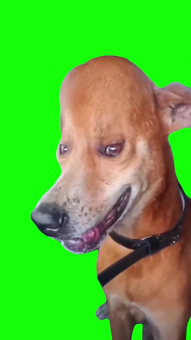 Smiling Big Head Dog green screen