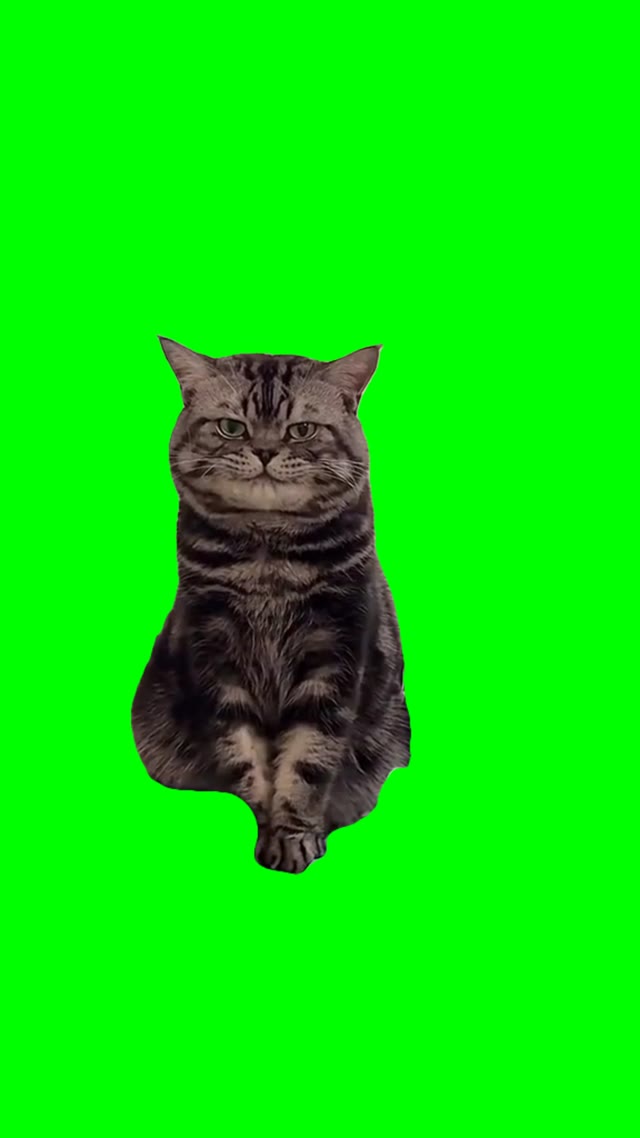Sneaky cat green screen