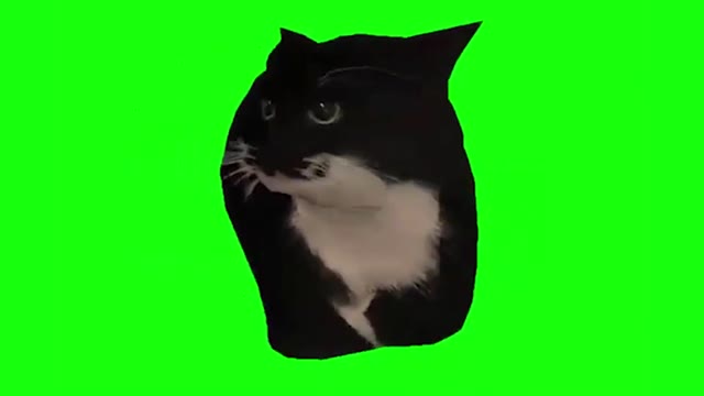 Spinning Cat Dingus the Cat green screen