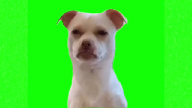 Suspicious dog looking green screen