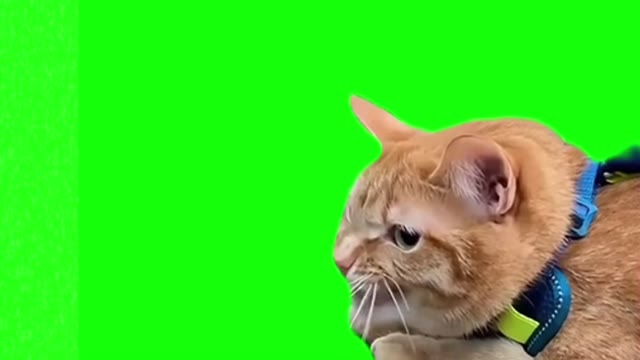Talking Cat green screen