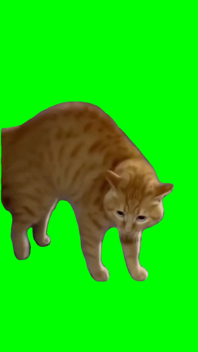 Talking Cat green screen