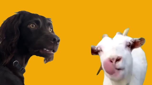 Talking Goat Meets Listening Dog green screen