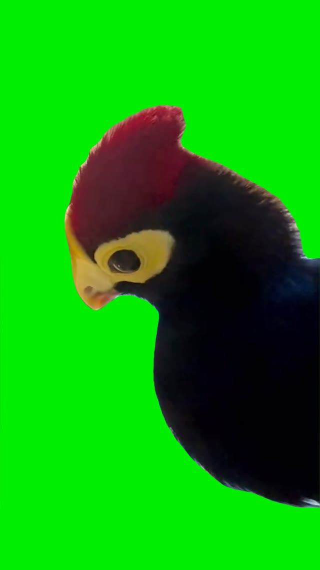 Talking bird green screen