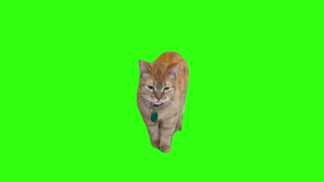 Talking cat green screen