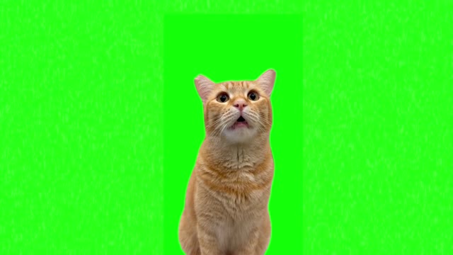Talking cat green screen