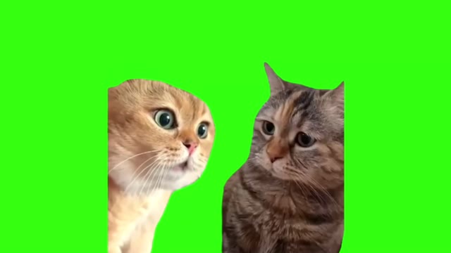 Talking cat green screen