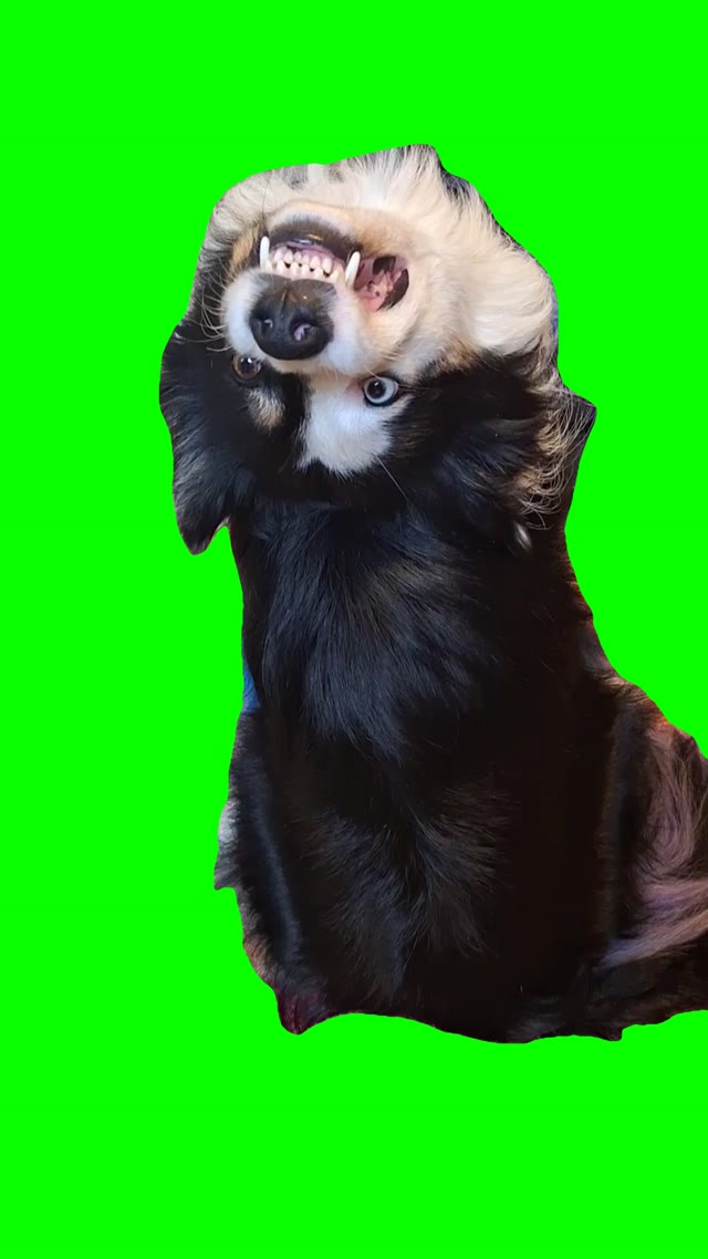 Talking dog green screen