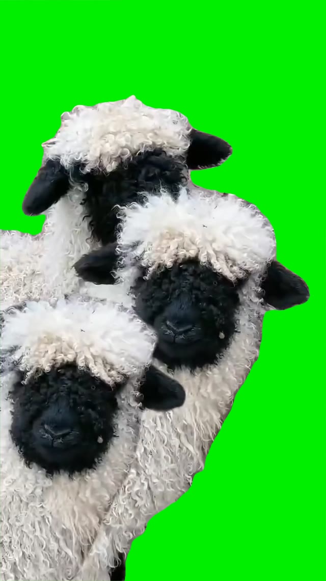 The sheep say baa baa baa green screen