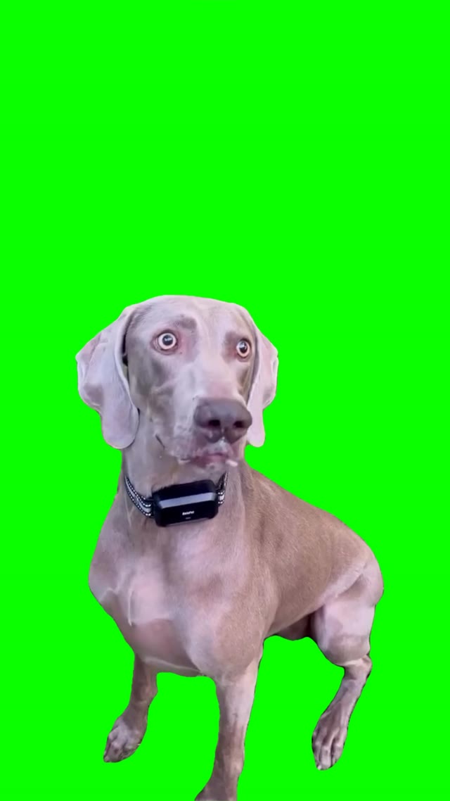 Theyre eating the dogs green screen