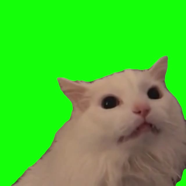 Thurston The Cat green screen