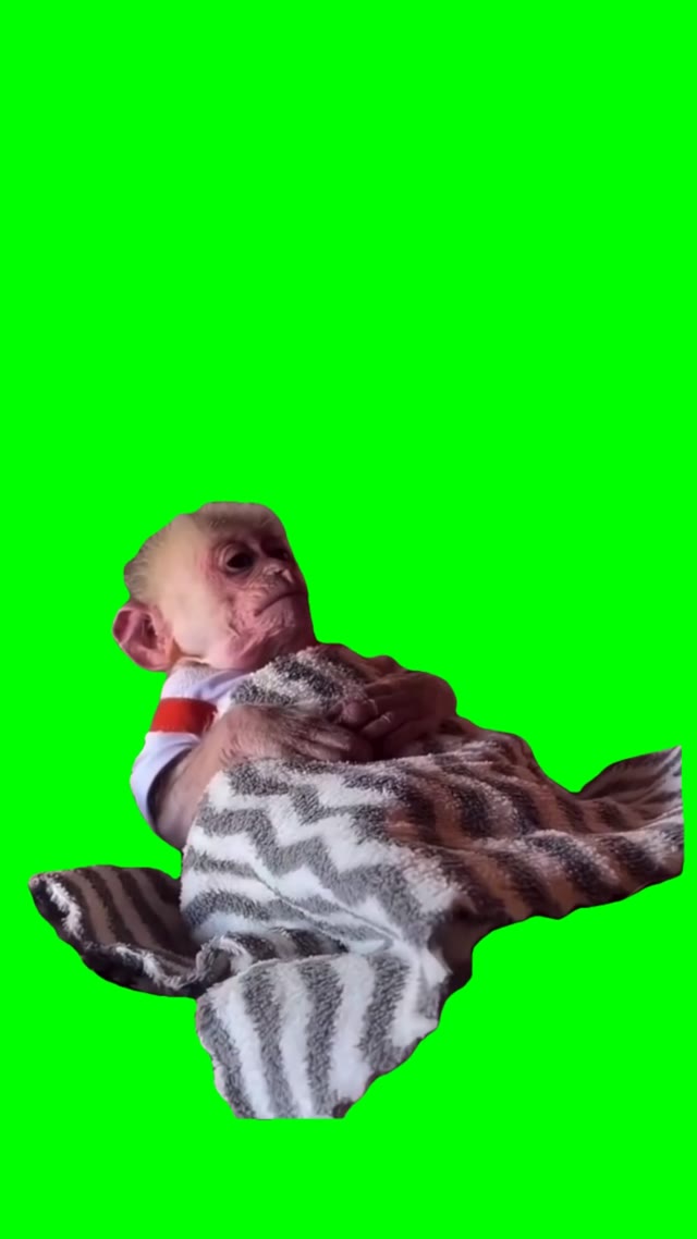 Tired Monkey green screen