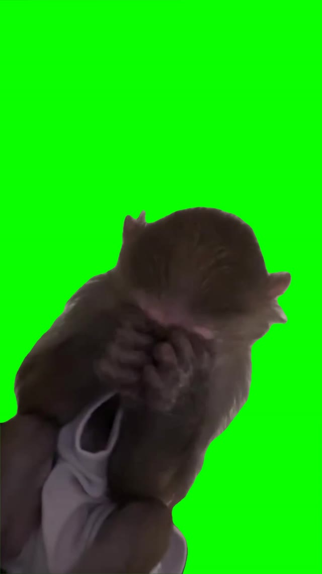 Tired monkey green screen