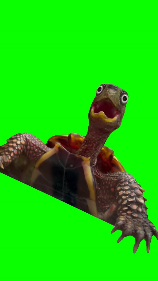 Turtle with big eyes green screen
