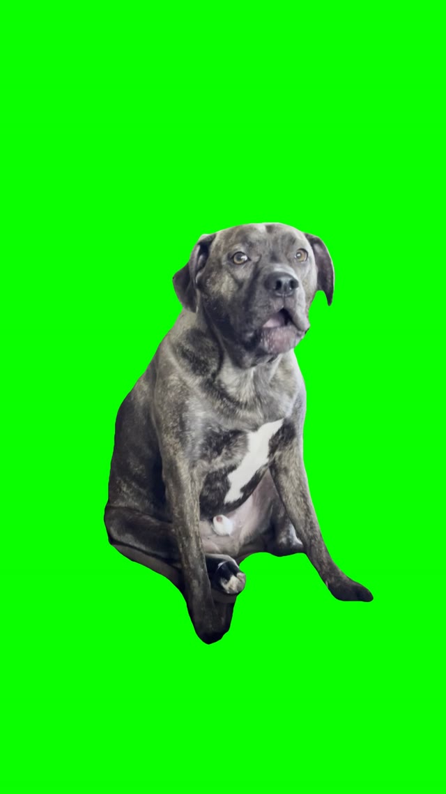 Upset dog talking green screen